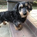 多頭飼育崩壊から保護しました。