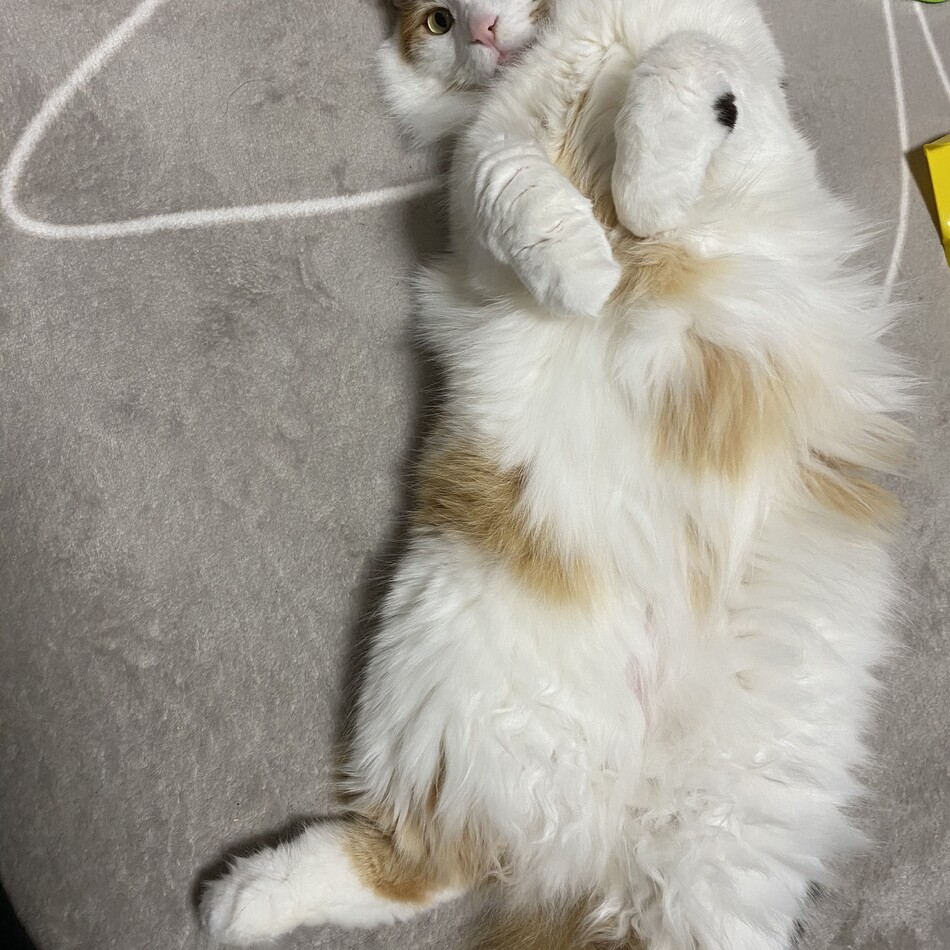 みるくのカバー写真