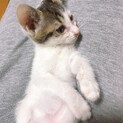 人懐っこい鍵しっぽの白黒の女の子です。