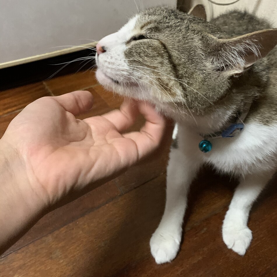 きみこのカバー写真