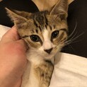 バロン