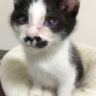 べったり甘えん坊の白黒