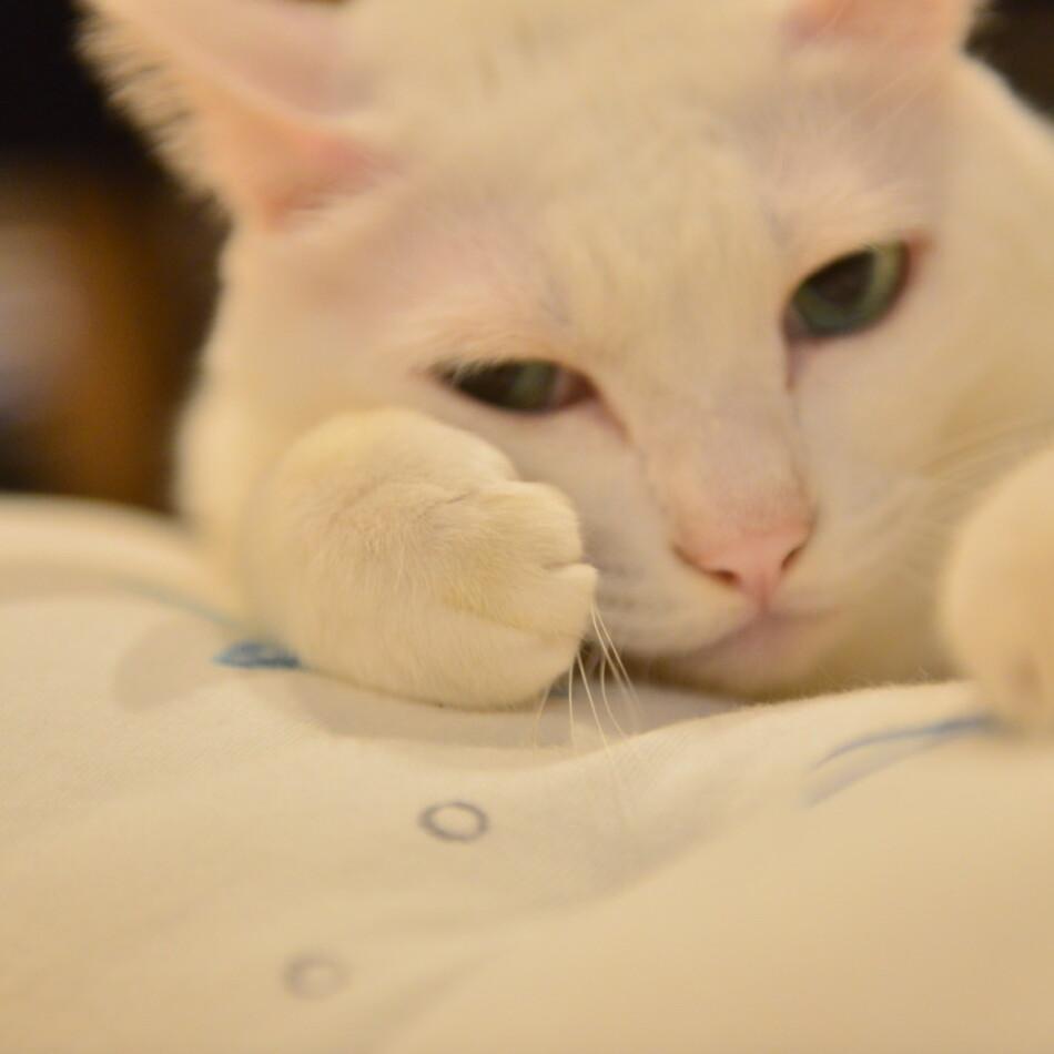 ぶちのカバー写真