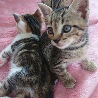 とても人懐こくやんちゃな子猫です