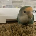 コザクラインコのよもぎさんです
