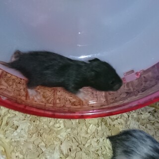 両親 長毛ハムスターBaby里親様！決定しました！