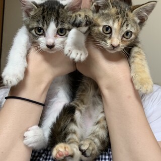 ママ猫と子猫2匹の親子です♡