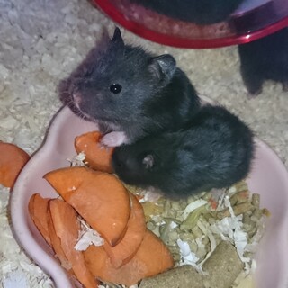 急募！長毛ハムスター里親様決定！  