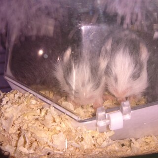 長毛ハム  里親様決定！