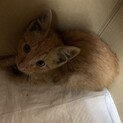 迷い猫