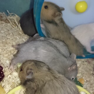両親 長毛ハムスターBaby 里親募集中！