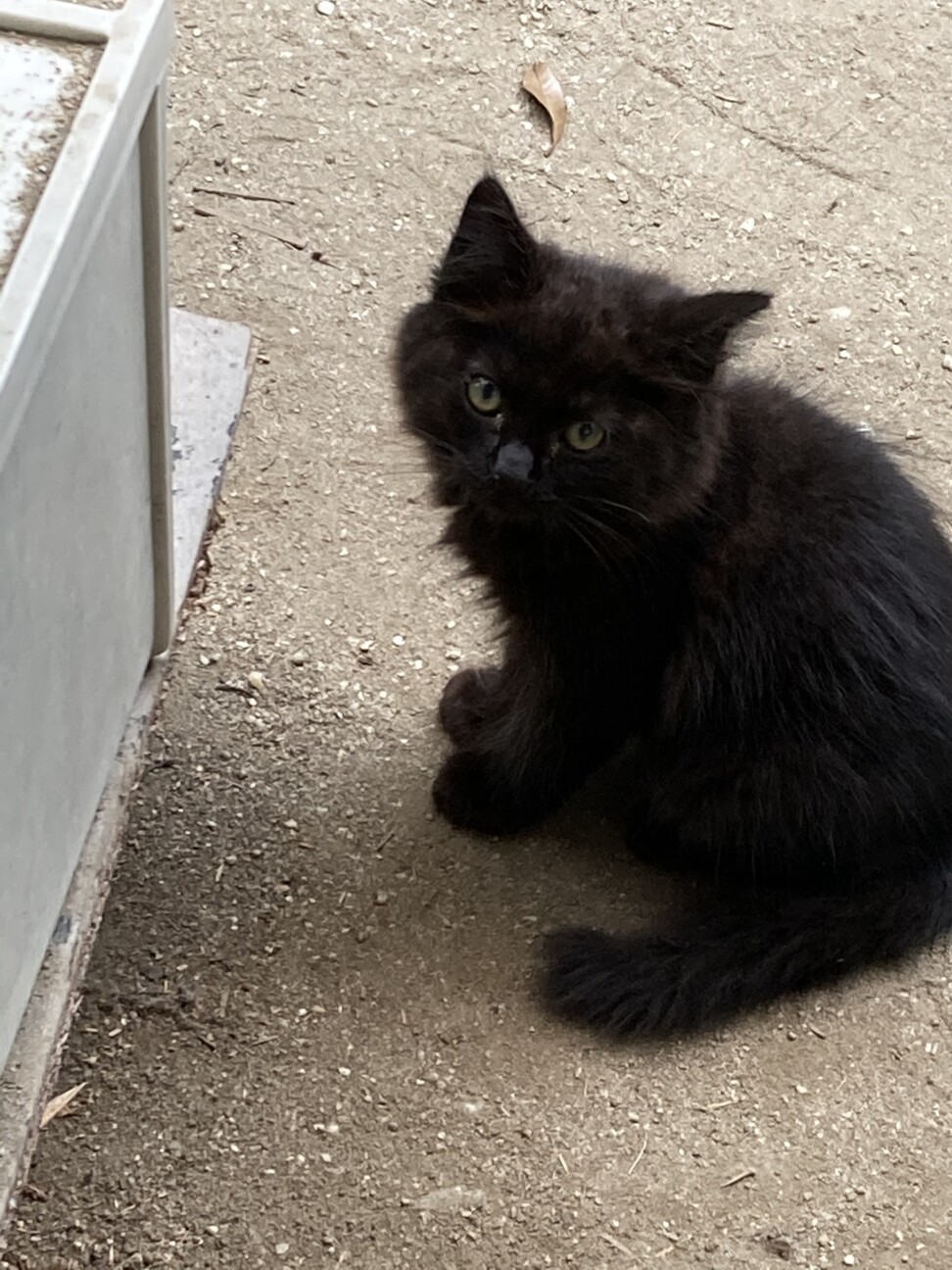 ふわふわの黒い子猫 愛知県 猫の里親募集 3162 ペットのおうち 月間利用者150万人