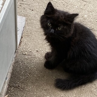 ふわふわの黒い子猫