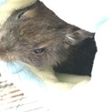 デグーちゃん