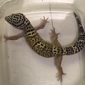 ヒョウモントカゲモドキ(レオパ)