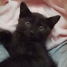 大口猫の会「くろまめ」 サムネイル5