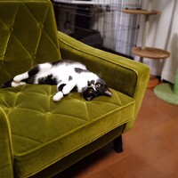 ハチ