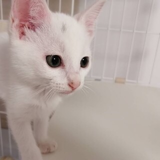 （募集一旦停止）ゴロゴロ可愛いしらすくん