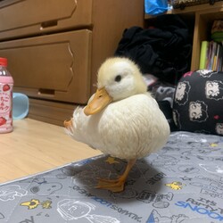 片足コールダック