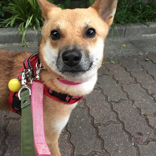 穏やかでちょっと怖がりな女の子「ちよ」