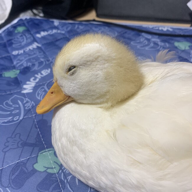 animal大好きのカバー写真