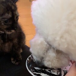 「茶葉ず：昆布茶ちゃん」サムネイル2