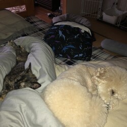 「茶葉ず：昆布茶ちゃん」サムネイル3