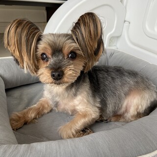 再開、交渉中。温かい家族探してます！血統書付き。