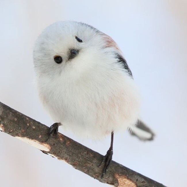 可那子のカバー写真