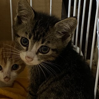 キジ白 クラッカー君