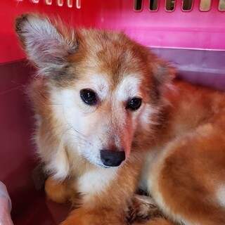 この子を助けてください。