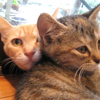 サビｘ茶トラの可愛い女の子♪生後2か月くらい①