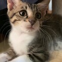 人懐っこい子猫達