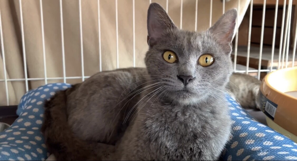 ロシアンブルーミックス」福岡県 - 猫の里親募集(318287) 1枚目の画像