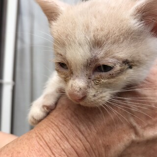 ずっとそばに居て甘えさせてください６