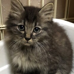 三重県桑名市　７月５日(日）ほんわか猫な日々　子猫の譲渡会