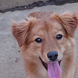 慣れたら明るく食いしん坊 、小さめ