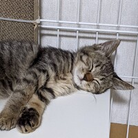ココ