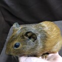 モルモットの赤ちゃん3匹 