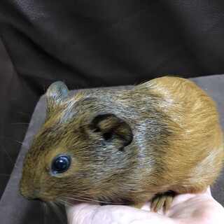 モルモットの赤ちゃん3匹 