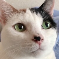 ころ