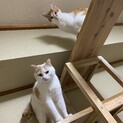 助けてあげてください！猫ちゃん達待ってます！