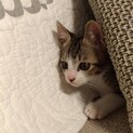 （募集一旦停止）生後２ヶ月♡可愛いキジ白すだちくん