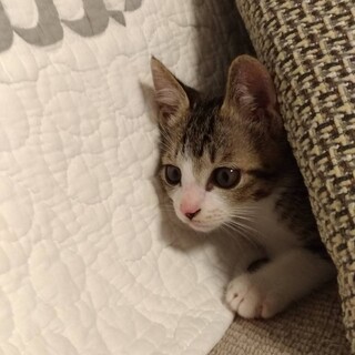 （募集一旦停止）生後２ヶ月♡可愛いキジ白すだちくん