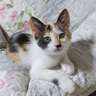 お見合い予定あり。一旦募集中止です