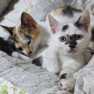 お見合い予定あり。一旦募集中止です