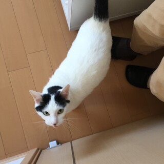 迎え入れていただけるご家族を探しております。