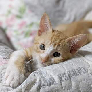 お見合い予定あり。一旦募集中止です