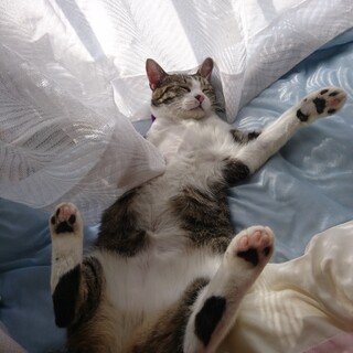 【他媒体にて里親さん決定】人馴れ抜群の雉白ちゃん！