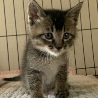 子猫2ヶ月、里親募集中。